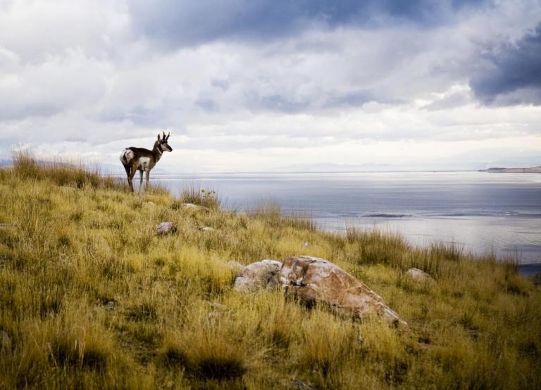 Urban Living Salt Lake City a Short Drive From Antelope Island