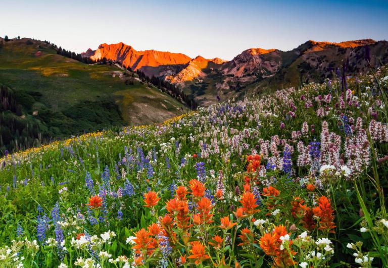 Urban Living Salt Lake City a Short Drive From Albion Basin and Alta Ski Area