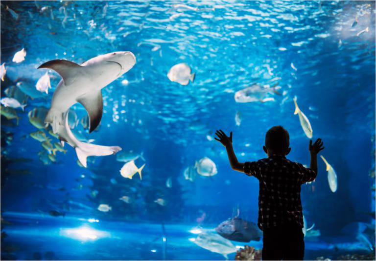Experience Downtown Salt Lake and the Loveland Aquarium