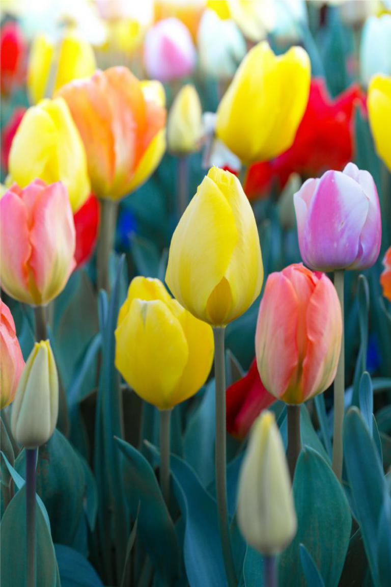 Experience Downtown Salt Lake and nearby Thanksgiving Point for shopping